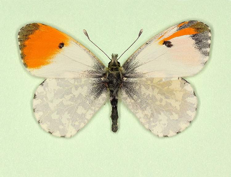 Anthocharis cardamines (gynandromorph B) (Internet Image property of respective owner, non-commercial use only)